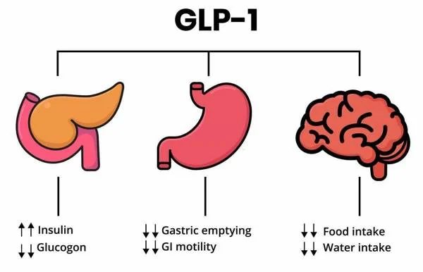 GLP-1 – ciljni organi: trebušna slinavka, želodec in možgani (shema)