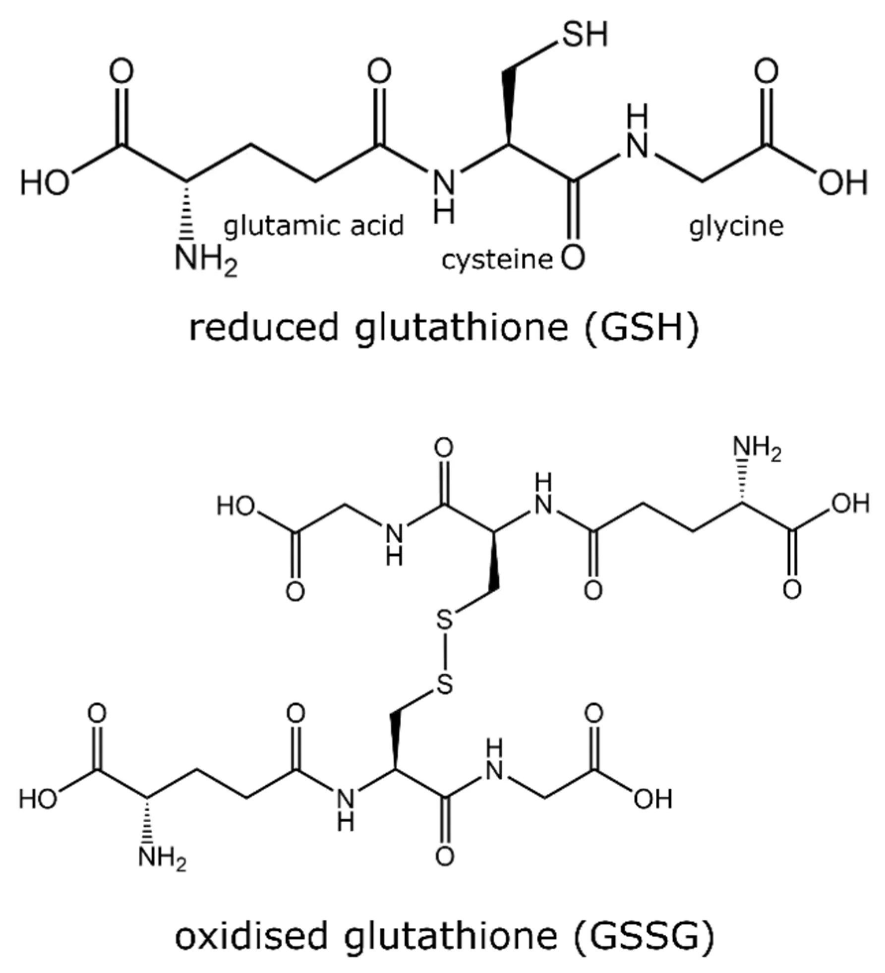Strukturi reduciranega glutationa (GSH) in oksidiranega glutationa (GSSG)